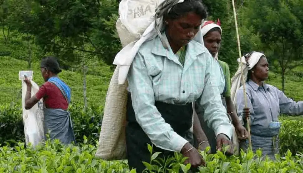 දකුණු ආසියානු තේ කම්කරුවාගේ හෙට දවස..